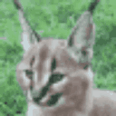 floppaears emote for Discord