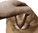 floppapet emote for Discord