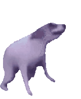 doggo_dance_fast emote for Discord
