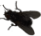 fly emote for Discord