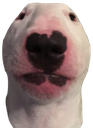 WalterStare emote for Discord