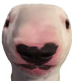 Walter5Head emote for Discord