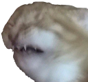 disgustcat emote for Discord