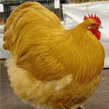 fatchicken emote for Discord
