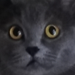 who_are_you emote for Discord