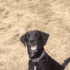 ShockedDog emote for Discord