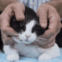 catpets emote for Discord