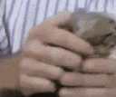 SquishCat emote for Discord
