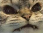 Grrr emote for Discord
