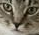 salem_is_not_pleased emote for Discord