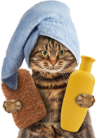 bathcat emote for Discord
