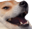 dogekek emote for Discord