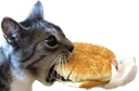 icanhazcheeseburger emote for Discord
