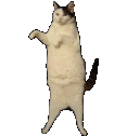 kittycatdance emote for Discord