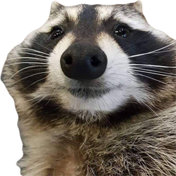 raccoon emote for Discord