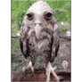 wet_owl_gif emote for Discord