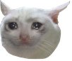 crying_cat emote for Discord