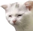 TiredCat emote for Discord