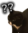 wtfcat emote for Discord