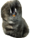 fur_bean emote for Discord