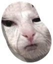 hnn_cat_bean emote for Discord