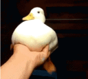 duckyswimminginair emote for Discord