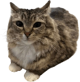 cat_chill emote for Discord