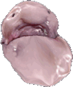 blobfish_bean emote for Discord