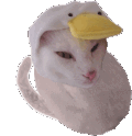 hunting_cat_bean emote for Discord
