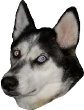 pcnamsdoggo emote for Discord