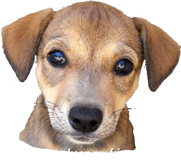 rules_dog emote for Discord