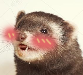 ferretoblush emote for Discord