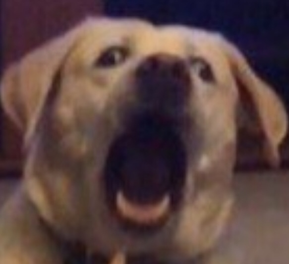 bon_toutou emote for Discord