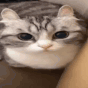 cat_boom emote for Discord