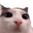 plink emote for Discord