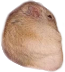 AngyHamster emote for Discord