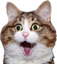 shockcat emote for Discord