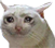kat emote for Discord