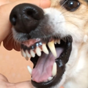 laladog emote for Discord
