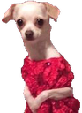 meekdog emote for Discord
