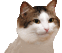Party_Cat emote for Discord