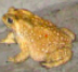 common_asiatic_toad emote for Discord