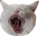 cat_rofl emote for Discord
