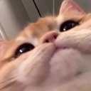 mrow emote for Discord