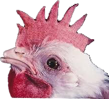 Sad_Chicken emote for Discord