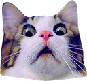 Scared_Cat emote for Discord
