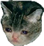 CatBeSad emote for Discord