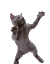 dancingcat emote for Discord