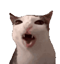 cateat emote for Discord