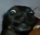 CACHORROPUTO emote for Discord
